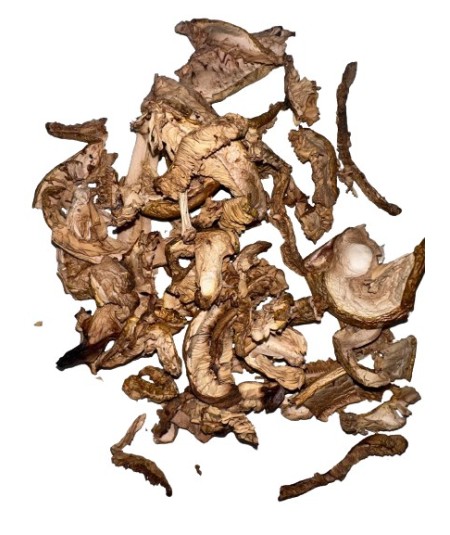 Amanita Caesarea