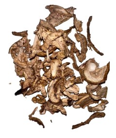 Amanita Caesarea