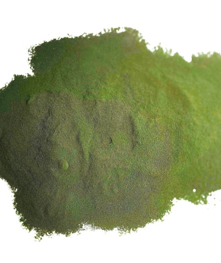 Chlorella Polvo