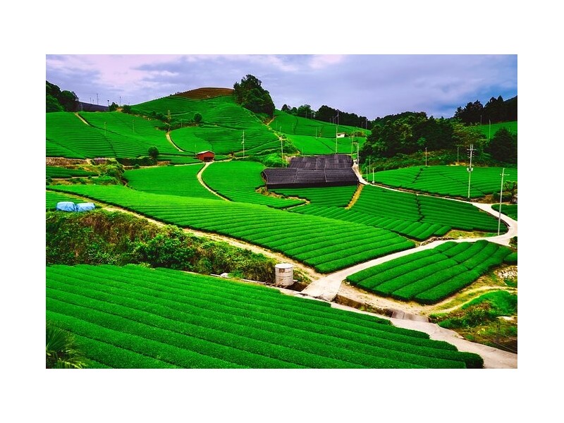 La verdad detrás de la escasez del té verde MATCHA