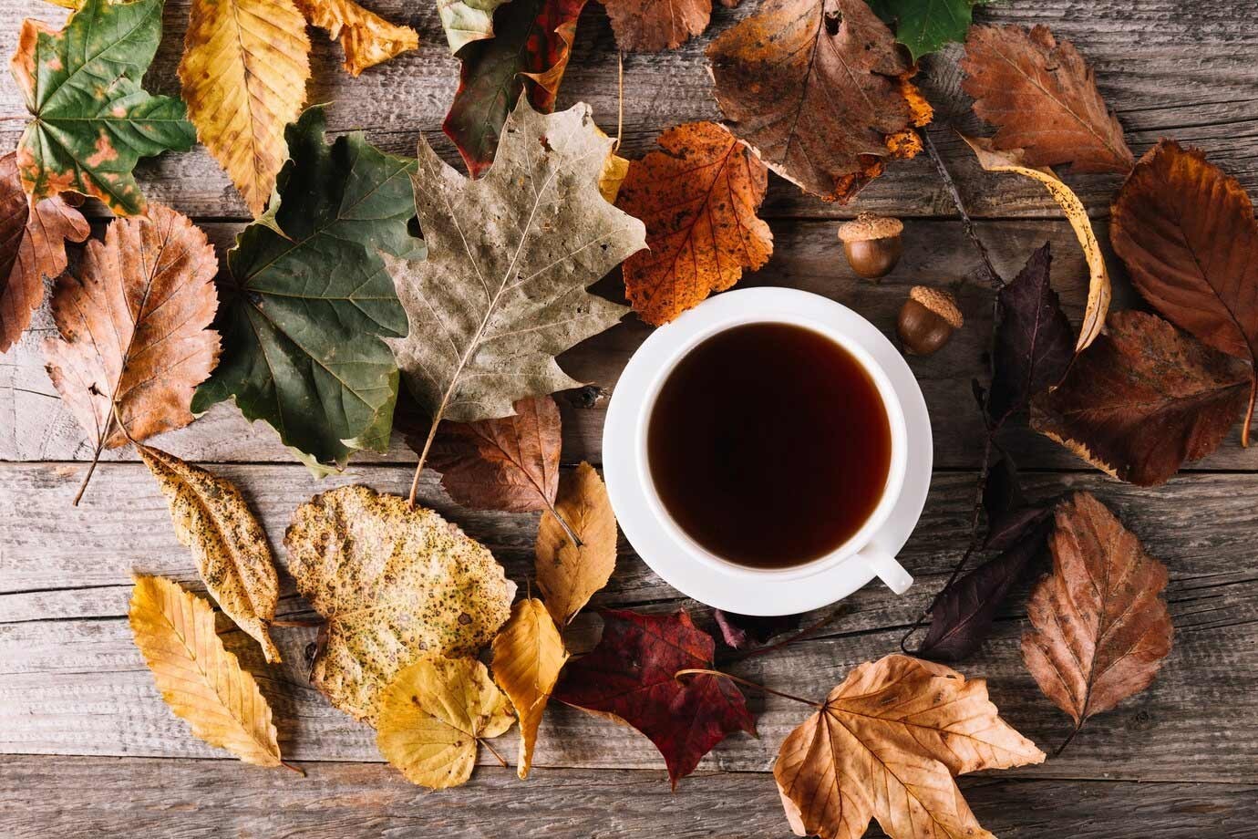 Infusiones de otoño Infusiones de otoño